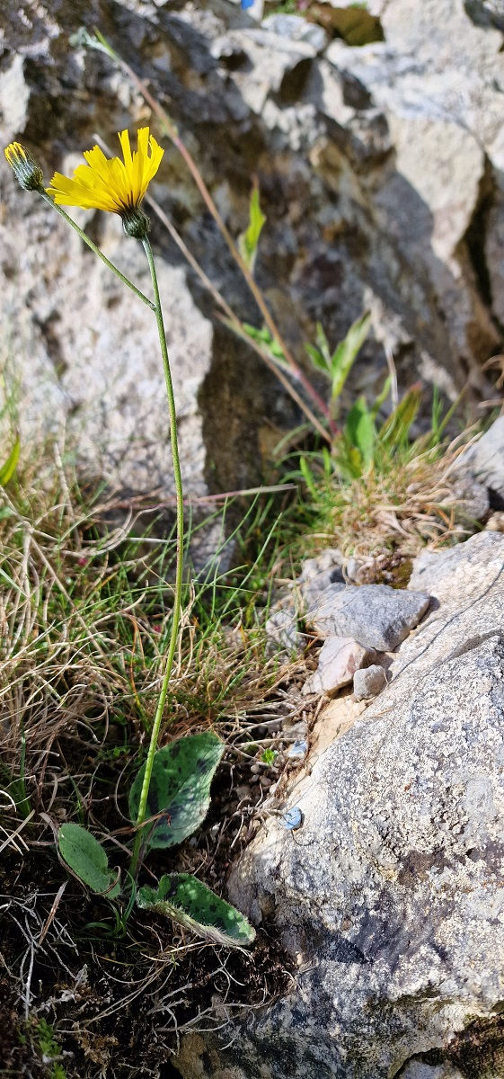 Thumbnail: Hieracium hypochaeroides