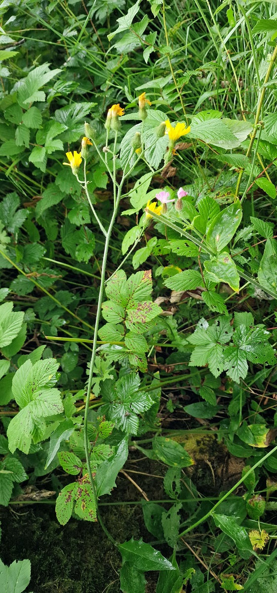 Hieracium consociatum