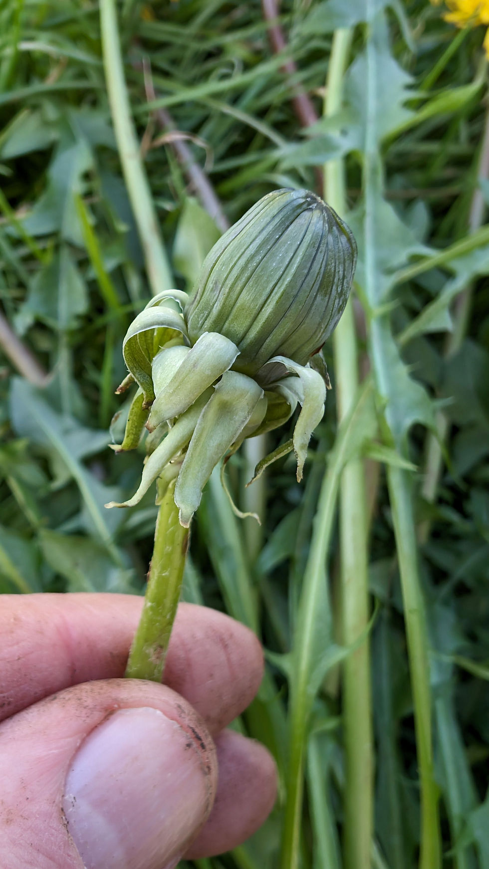 Thumbnail: Taraxacum subexpallidum