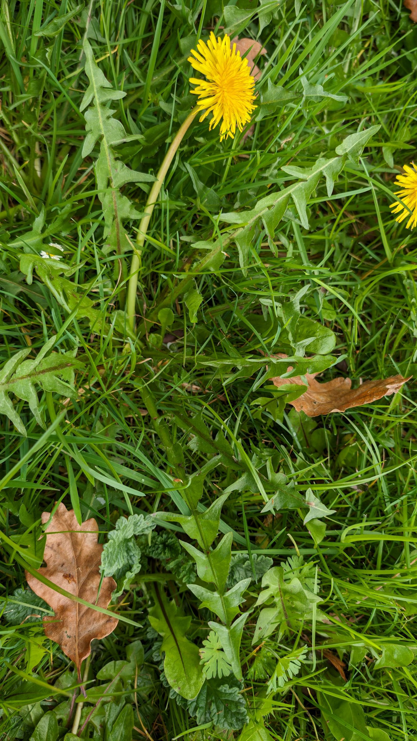 Taraxacum acutifrons