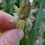 Thumbnail: Taraxacum altissimum