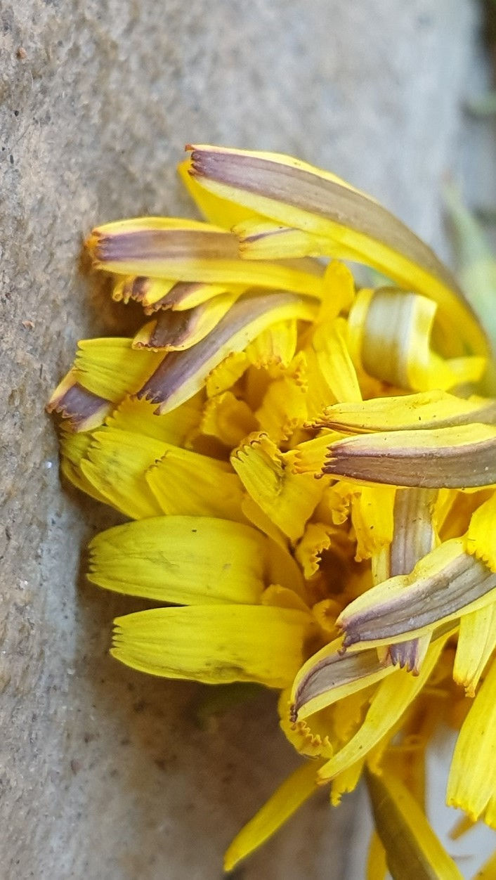 Thumbnail: Taraxacum subhamatum