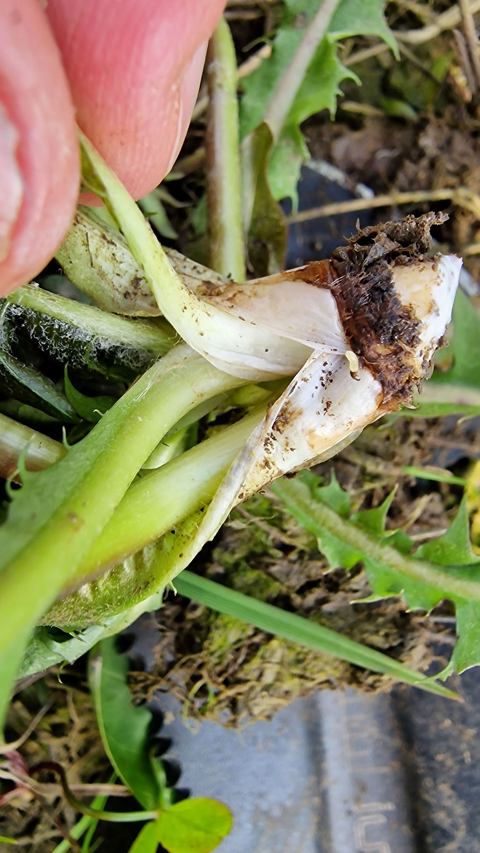 Taraxacum ochrochlorum