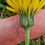Thumbnail: Hieracium linguans