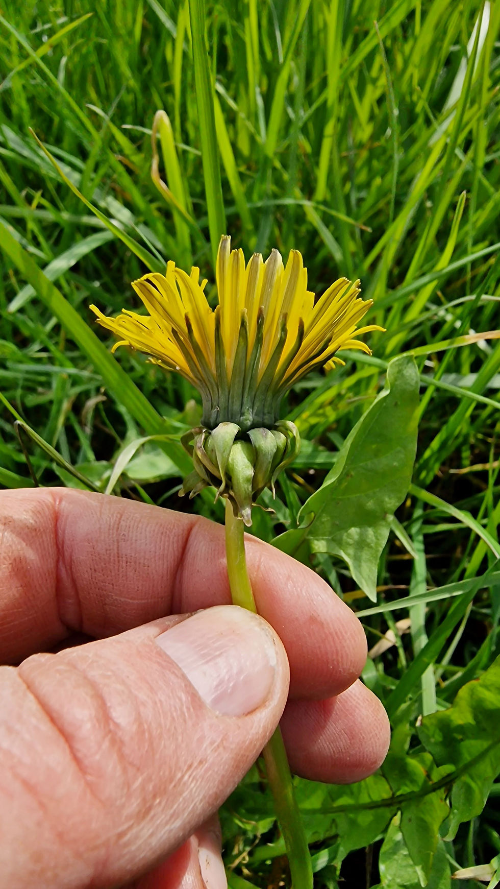 Thumbnail: Taraxacum sagittipotens