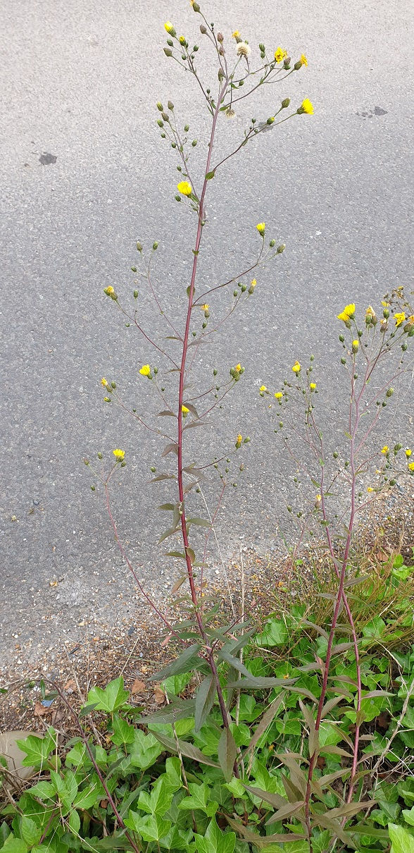 Thumbnail: Hieracium rigens