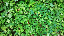 Muro natural - La Calaboza