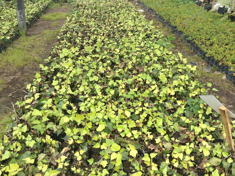 Hedera hélix