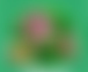 Lagerstroemia Speciosa (Banaba) for Herbal Spa & Wellness