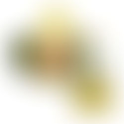 Persea Americana (Avocado)