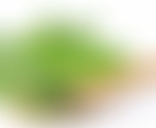 Premium Andrographis Paniculata Extracts Supplier in West Coast