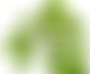 Premium Bambusa arundinacea Extracts Supplier in bay of plenty