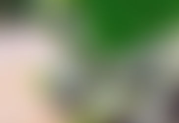 Tinospora cordifolia (Giloy)