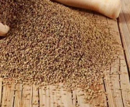 Premium Carum copticum Extracts Supplier in Gisborne