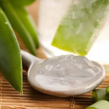 Aloe Barbadensis (Aloe Vera) Extract Supplier & Manufacturer in India