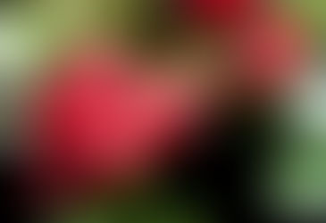 Arctostaphylos uva-ursi (Bearberry)