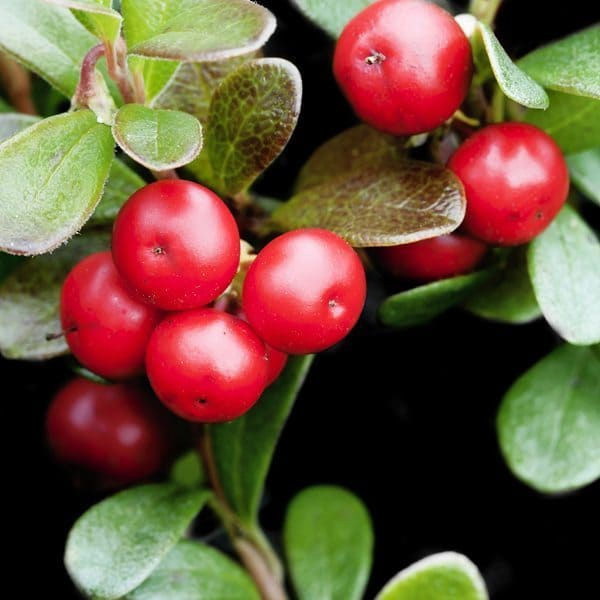Arctostaphylos uva-ursi (Bearberry)