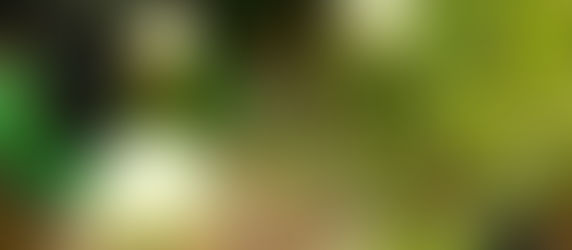 Premium Trifolium Alexandrianum Extracts Supplier in Seattle