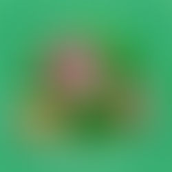 Lagerstroemia Speciosa (Banaba) Extract Supplier & Manufacturer – Herbal Creations