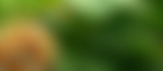 Moringa Extract? Origin, Uses & Benefits