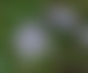 Premium Swertia chirata Extracts Supplier in bay of plenty