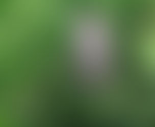 Cedrus Deodara (Devdar)