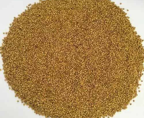 Trifolium Alexandrianum (Berseem) extracts supplier & Manufacturer