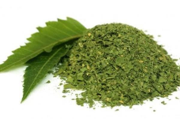 Premium Azadirachta indica Extracts Supplier in bay of plenty