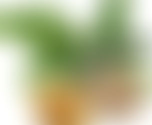 Premium Boswellia Serrata Extracts Supplier in Poland