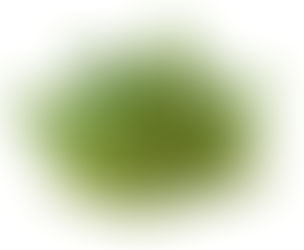 Premium Lagerstroemia Speciosa Extracts Supplier in bay of plenty