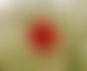 Caralluma Fimbriata Extract Supplier in USA