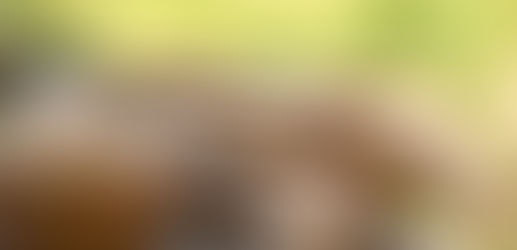 Shatavari Extract for Hormonal Balance | Trusted Bulk Supplier – Herbal Creations