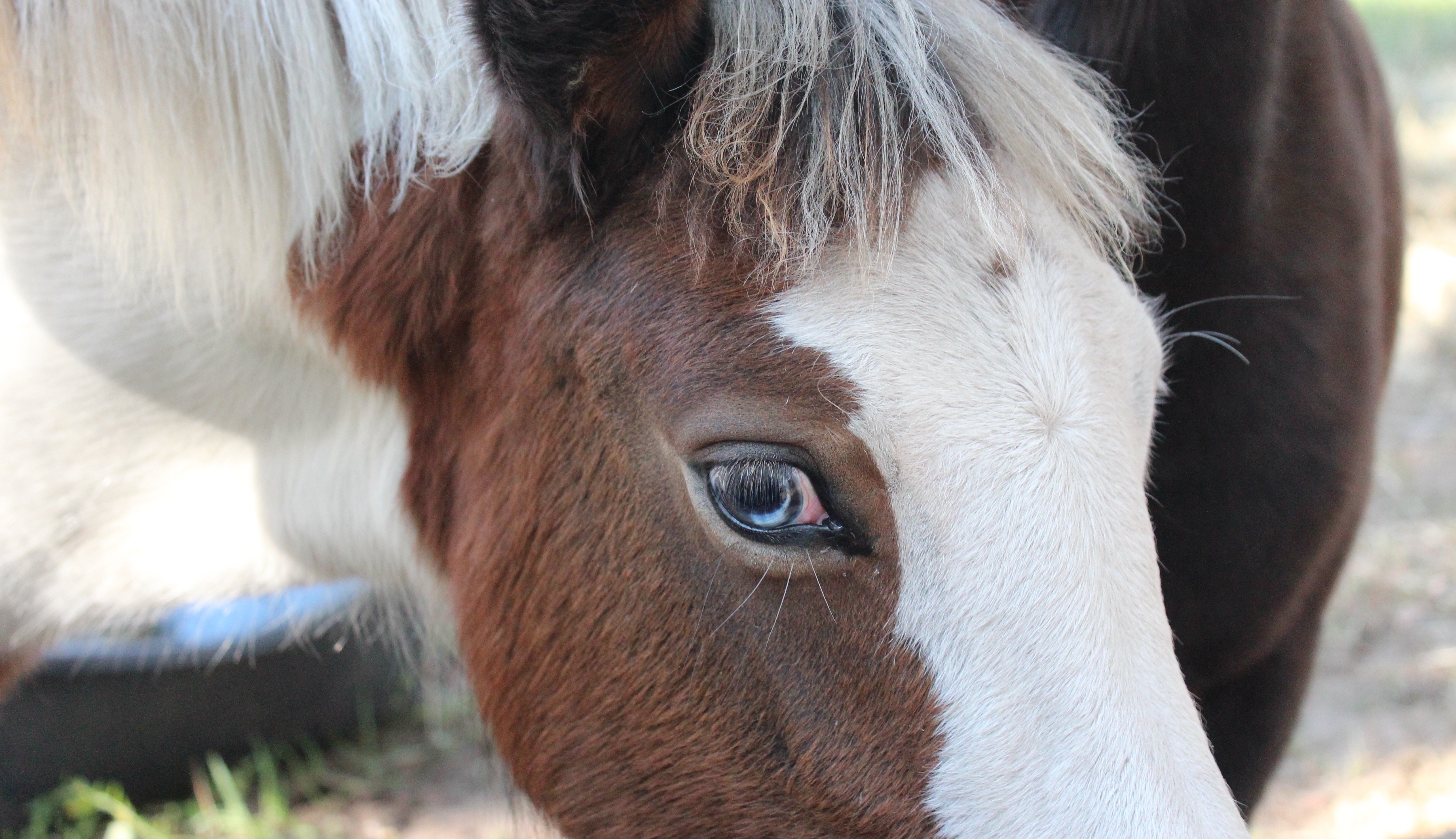 Animal Eye Care Virginia Animal Eye Care Associates