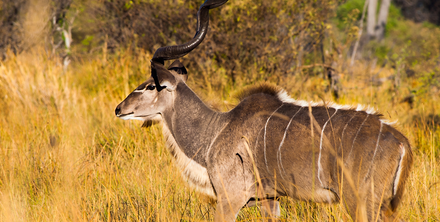 Untitled design (16).png