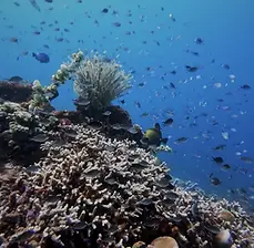 coral reef