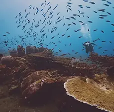 table coral at kubu reef