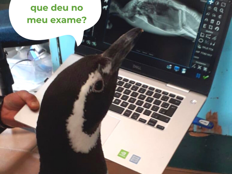 De olho na saúde dos animais!