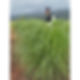 Thumbnail: Lemongrass Capsule 100pcs/Pure Locally-Grown/Farm-grown Natural Organic,