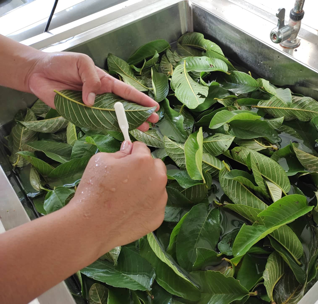 Thumbnail: Guava Leaf Tea (100pcs)/ 100% Organic Natural Farm-Grown leaves