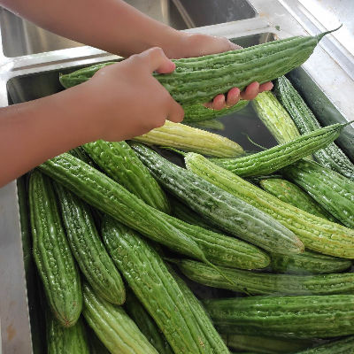 Thumbnail: Ampalaya Tea (100pcs ) / Pure Locally-Grown/Farm-grown Natural