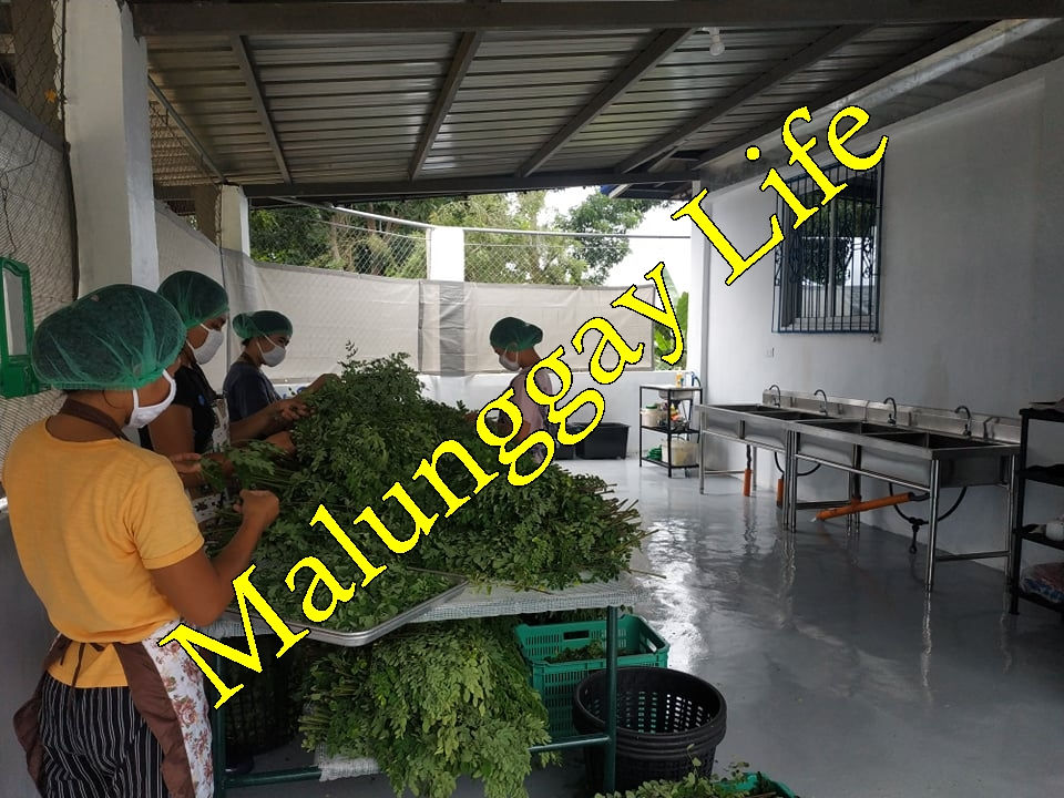 Thumbnail: Malunggay Leaves (Dried) /Ready-to-cook Dried Moringa Leaves