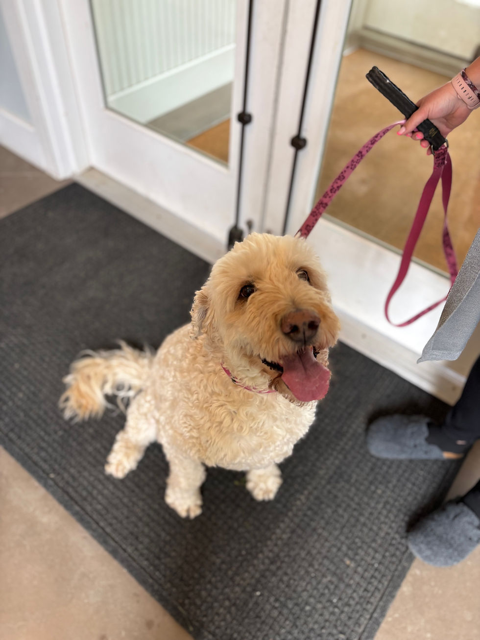 PAWS Pet Clinic