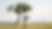 Charlotte Bertonneau_la_petite_bert-safari-6887_edited_edited.png