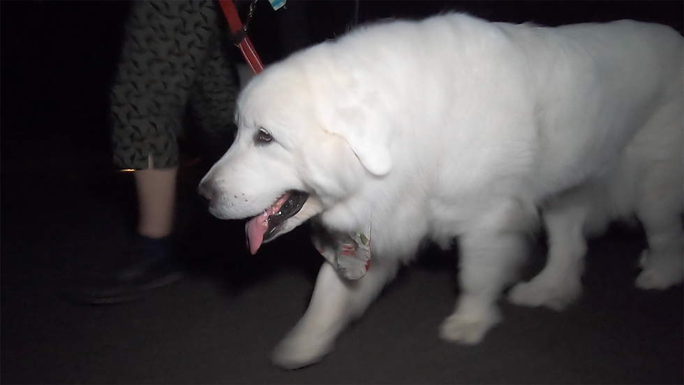 時間が遅くなりナイトウォークになりました