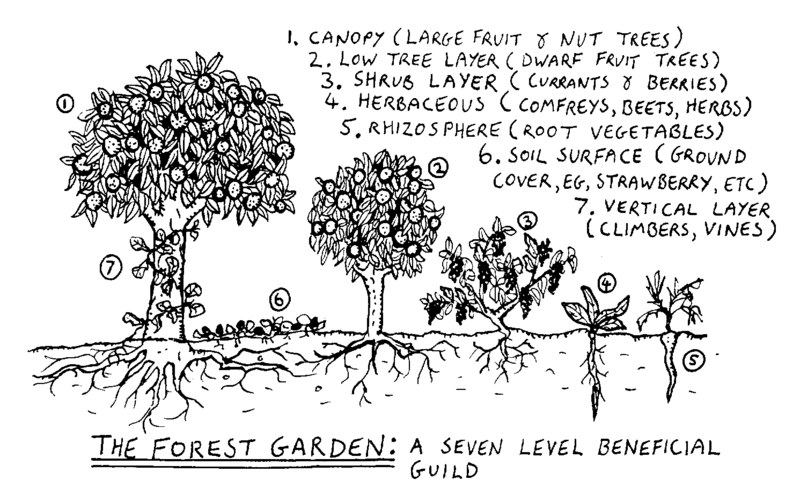 7-layers-of-a-forest
