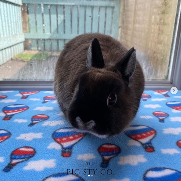 Thumbnail: CUSTOM LINERS