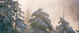 Snowy Trees