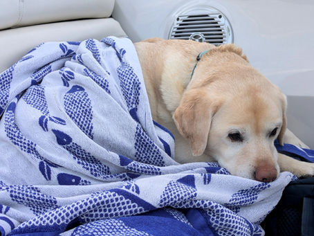 A cute dog wrapped in a fish towel on a boat