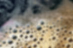 Beer Bubbles - Grad.jpg