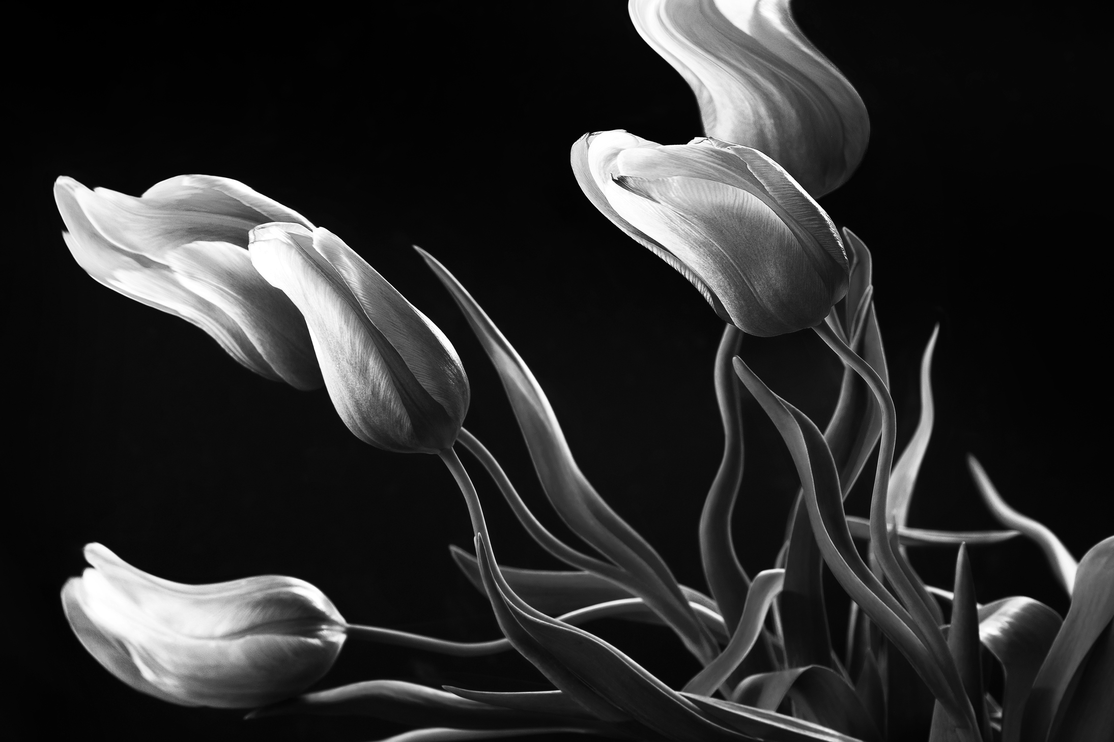 A beautiful black and white fine art photograph showing flowers that look like flames